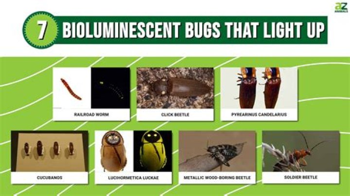Are bugs attracted to paint?