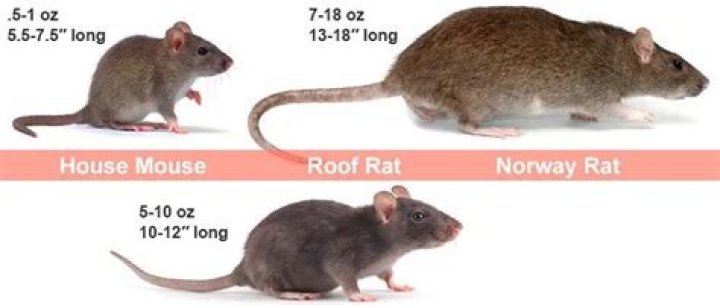Do I have a mouse or a rat in my house?