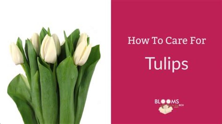 How do you take care of tulips at Walmart?