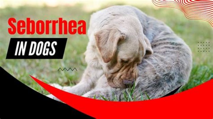 How is seborrhea treated in dogs?
